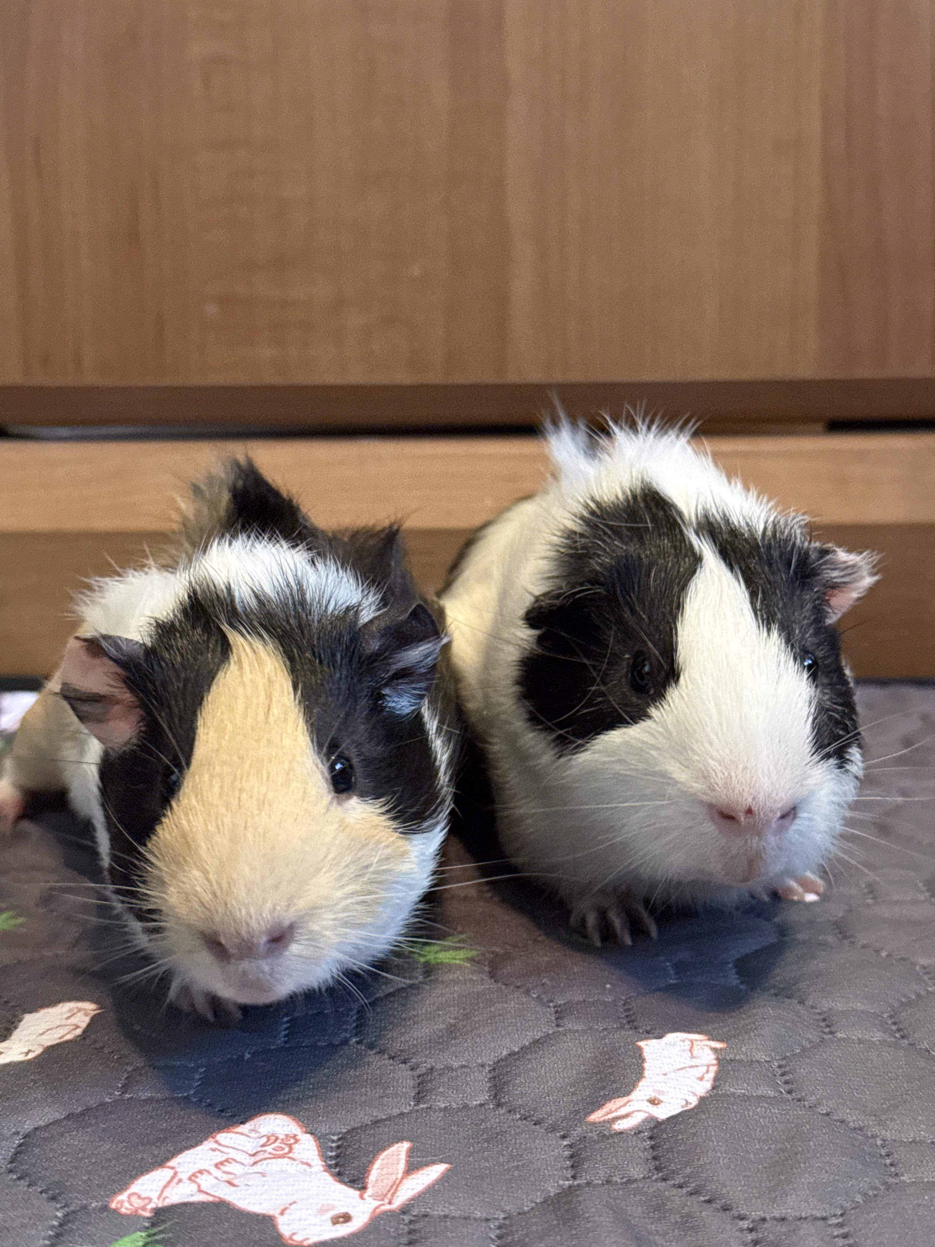Enlarge Merry & Pippin , a ADOPTABLE Guinea Pig in long beach, CA image 5/5