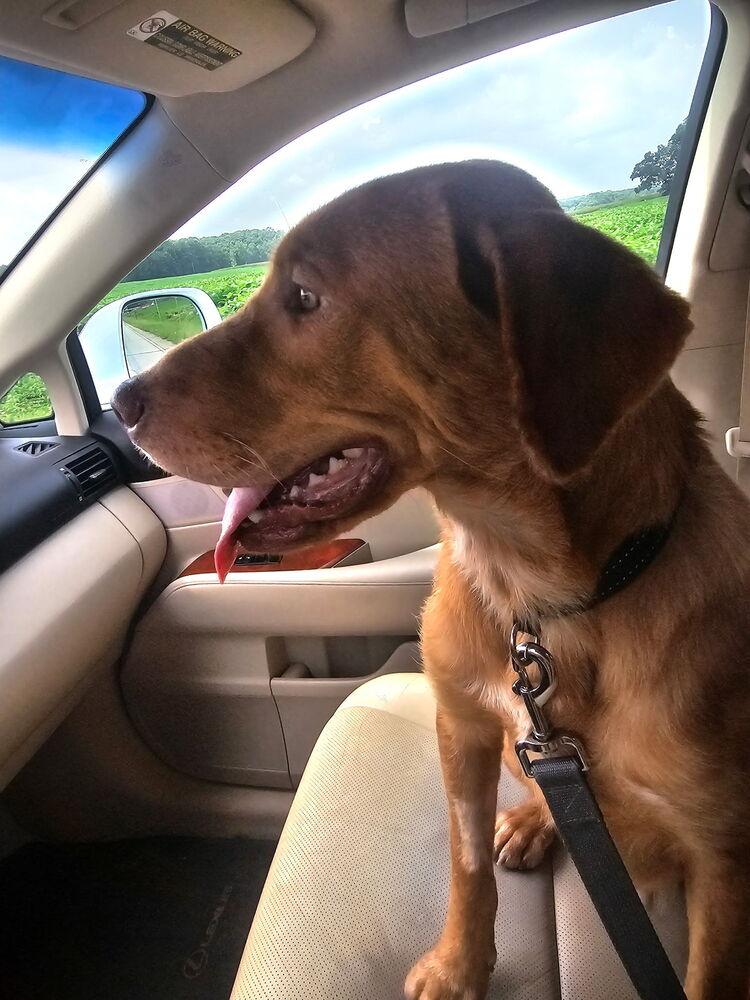 7540 Cody, Adoptable, Adult Male Labrador Retriever.