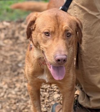 Enlarge 7540 Cody, a Adoptable mixed breed in Hartwell, GA image 2/5