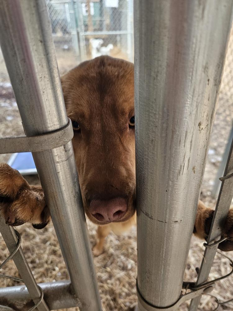 Enlarge 7540 Cody, a Adoptable mixed breed in Hartwell, GA image 2/4