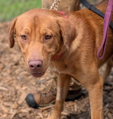 Enlarge 7540 Cody, a Adoptable mixed breed in Hartwell, GA image 3/5