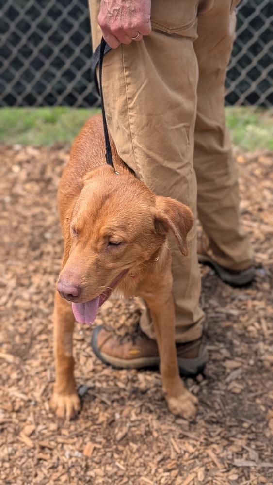 Enlarge 7540 Cody, a Adoptable mixed breed in Hartwell, GA image 4/5