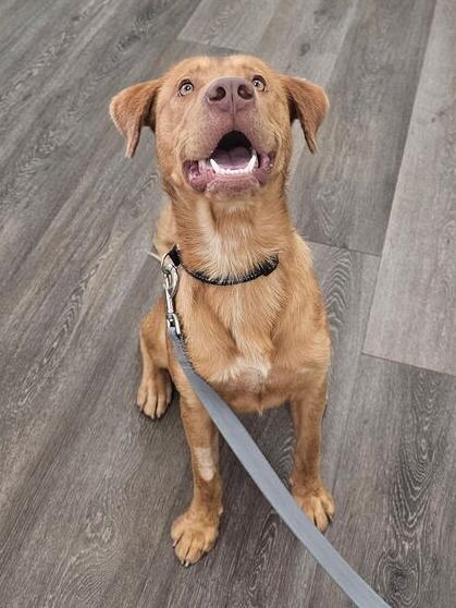 Enlarge 7540 Cody, a Adoptable mixed breed in Hartwell, GA image 5/5