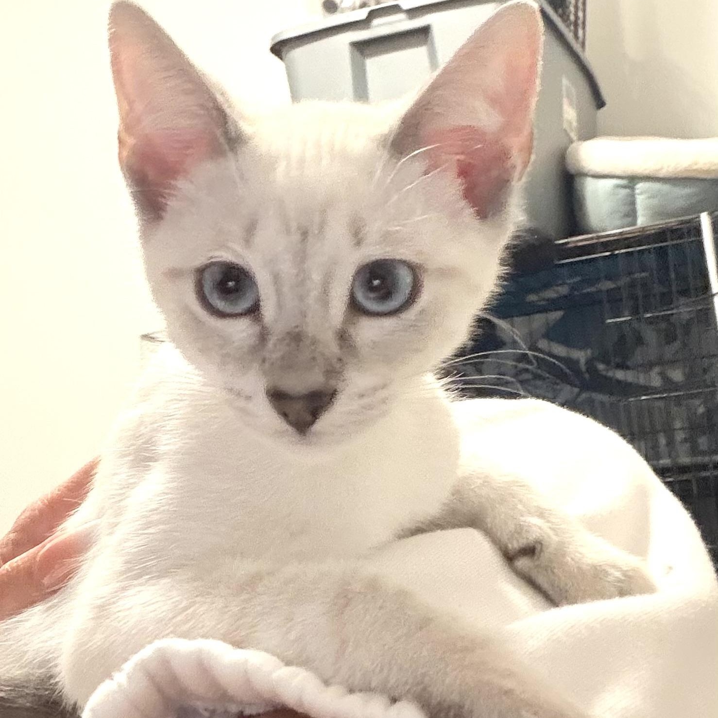 Chardonnay, an adopted Domestic Short Hair in Beaufort, SC image 4/6