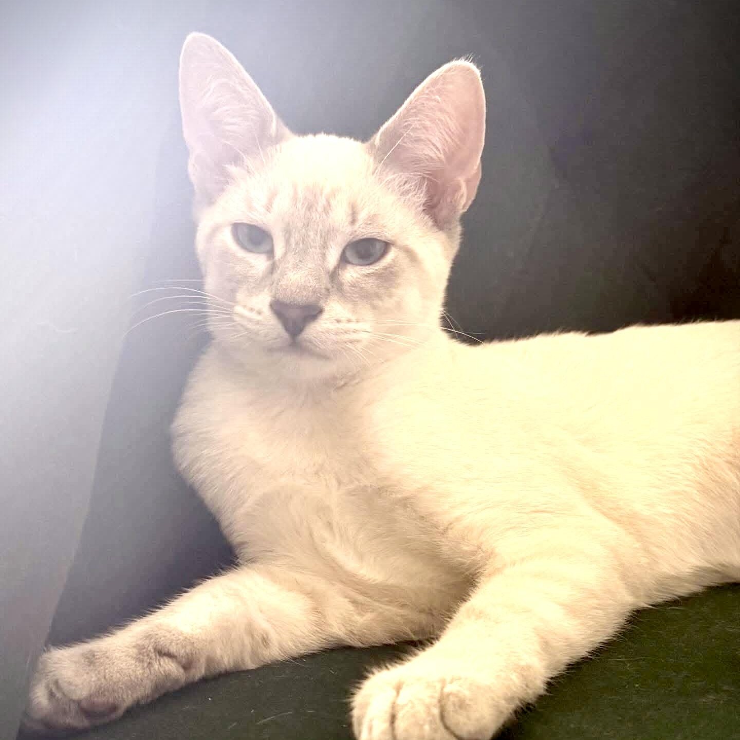 Chardonnay, an adopted Domestic Short Hair in Beaufort, SC image 5/6