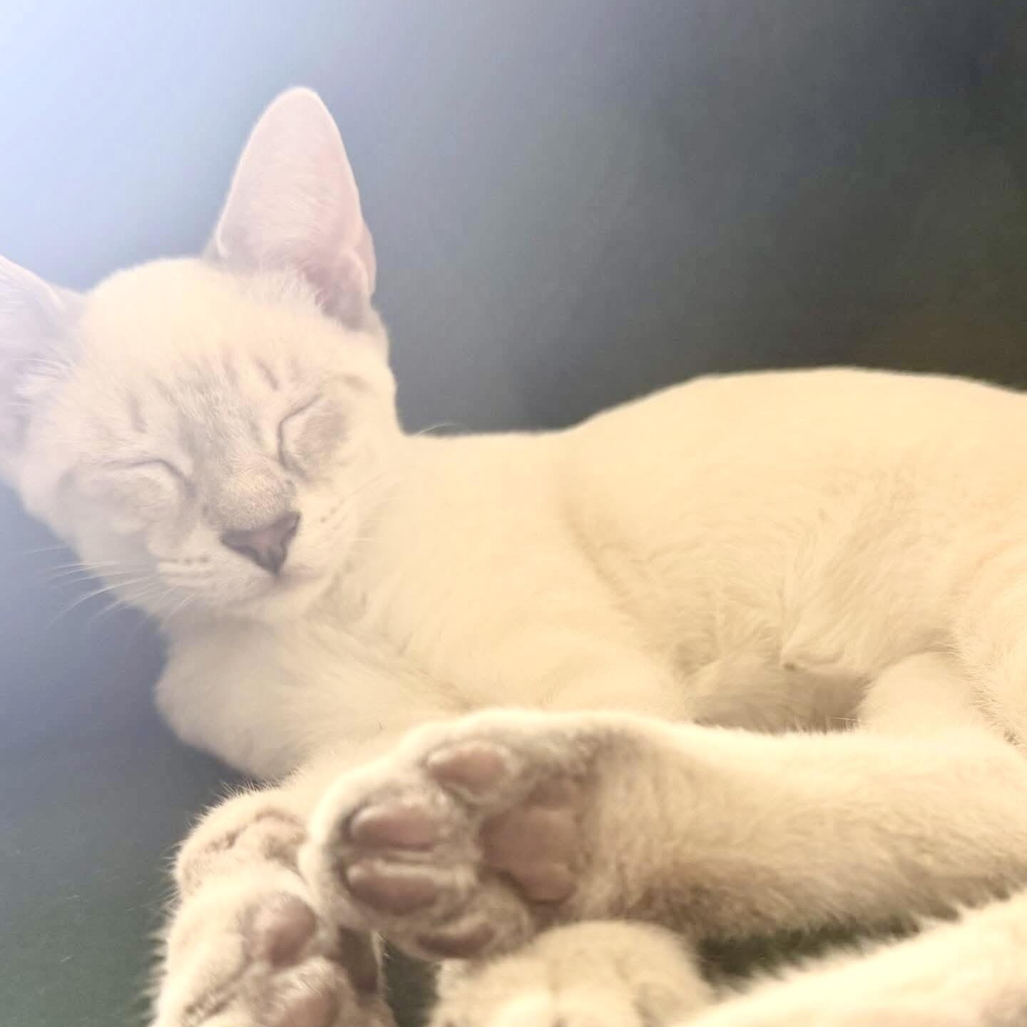 Chardonnay, an adopted Domestic Short Hair in Beaufort, SC image 6/6
