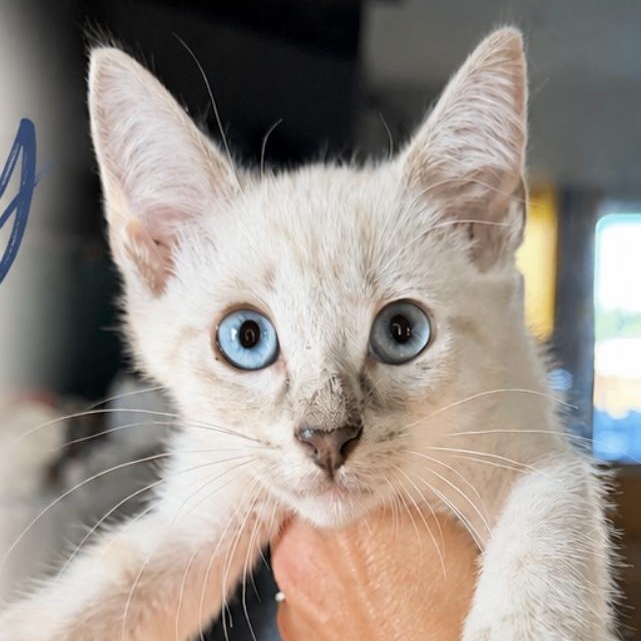 Chardonnay, an adopted Domestic Short Hair in Beaufort, SC image 2/6