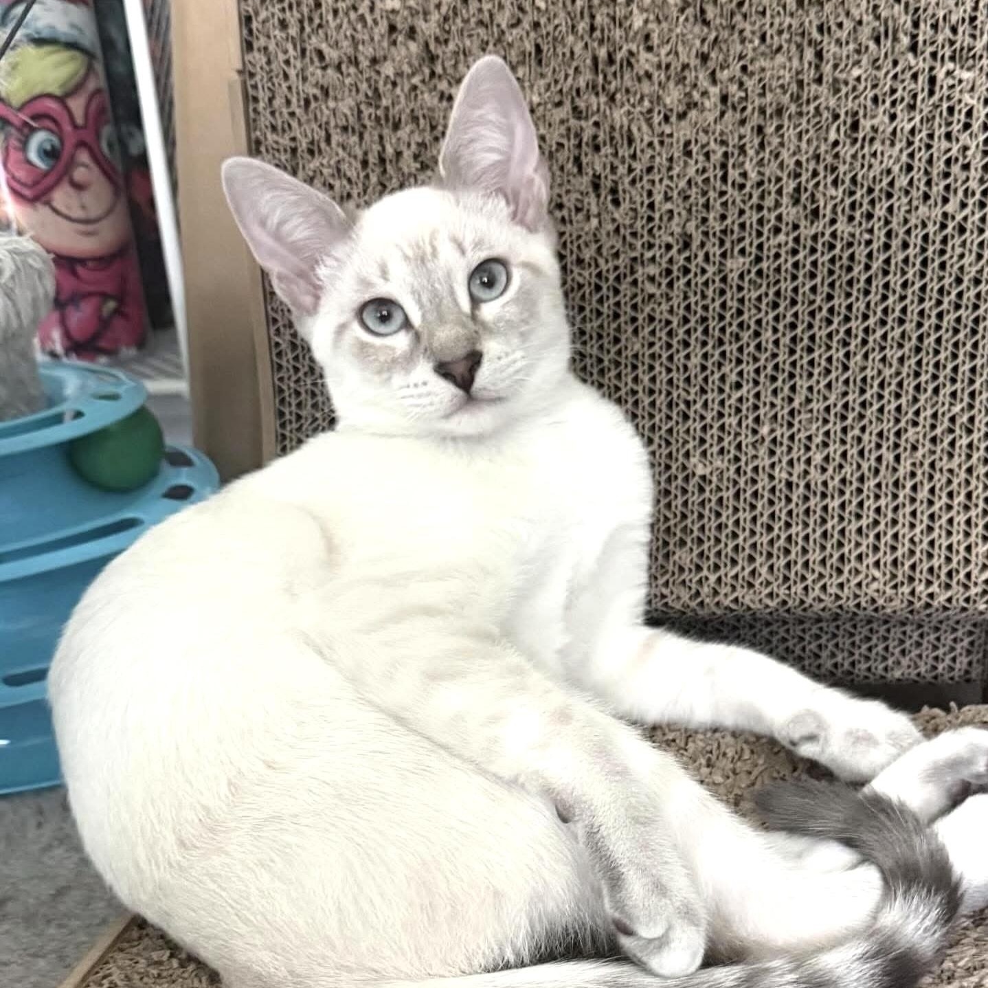 Chardonnay, an adopted Domestic Short Hair in Beaufort, SC image 3/6