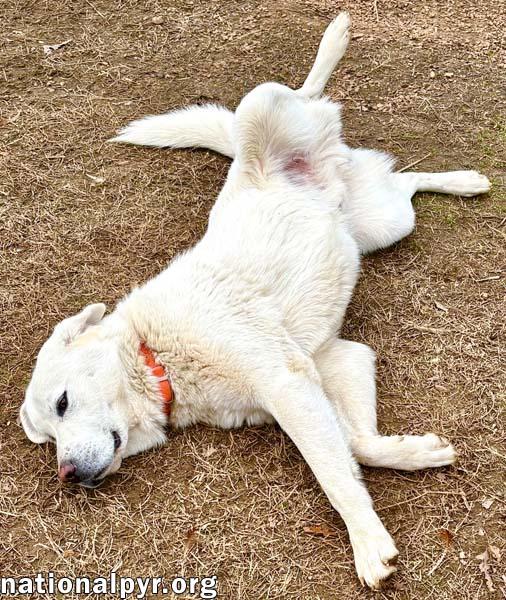 Hank in MS - Calm, Loving & Affectionate!, an adopted mixed breed in Corinth, MS image 3/3