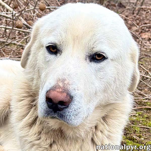 Hank in MS - Calm, Loving & Affectionate!, adopted, Young Male Great Pyrenees.