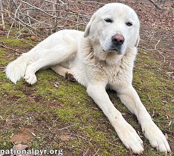 Hank in MS - Calm, Loving & Affectionate!, an adopted mixed breed in Corinth, MS image 2/3