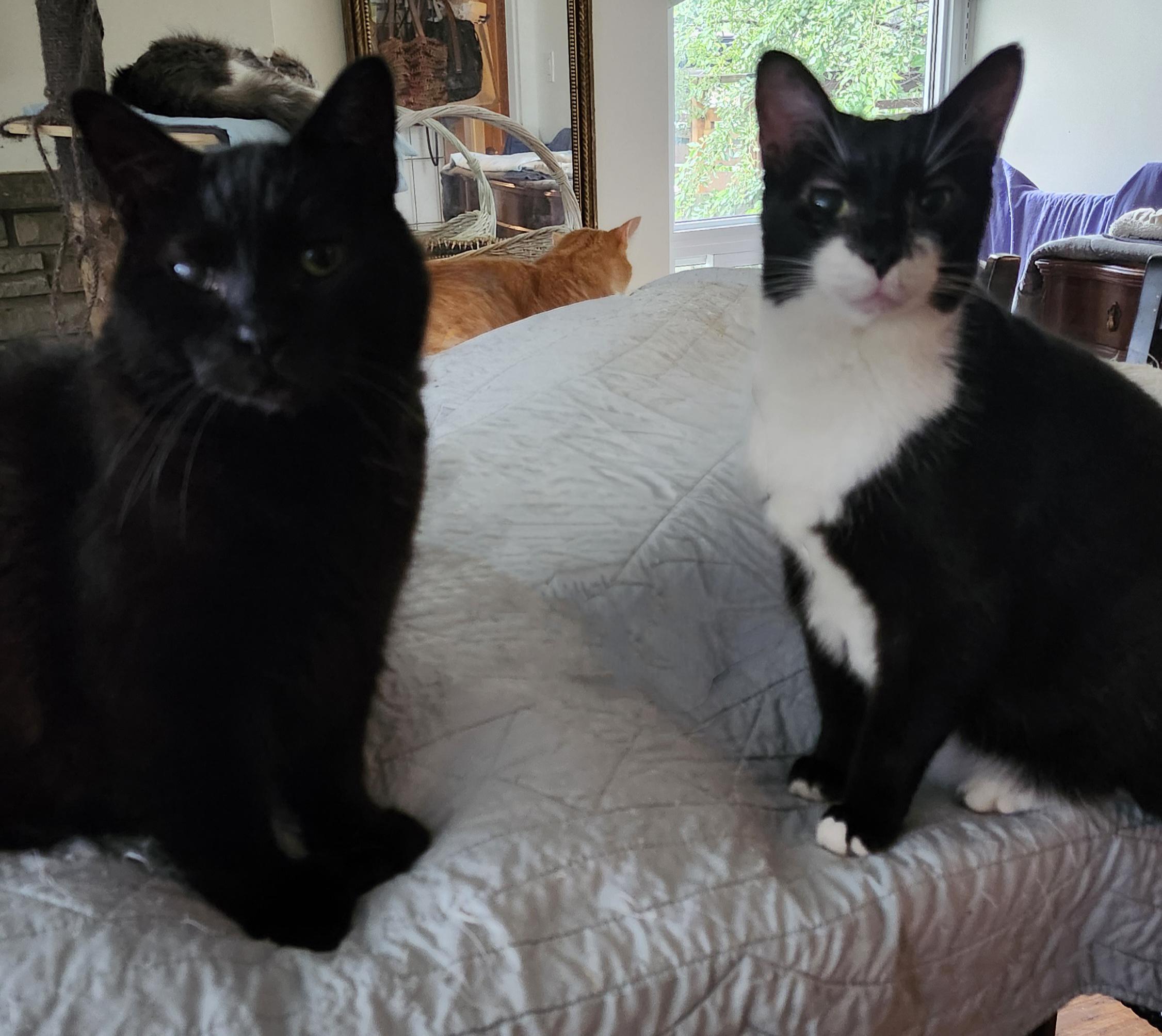 Enlarge Beckett and Faye (Sweethearts), an adoptable mixed breed in Scarborough, ON image 3/3