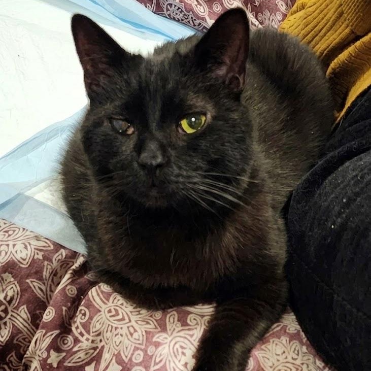 Enlarge Beckett, a ADOPTABLE mixed breed in Scarborough, ON image 1/1