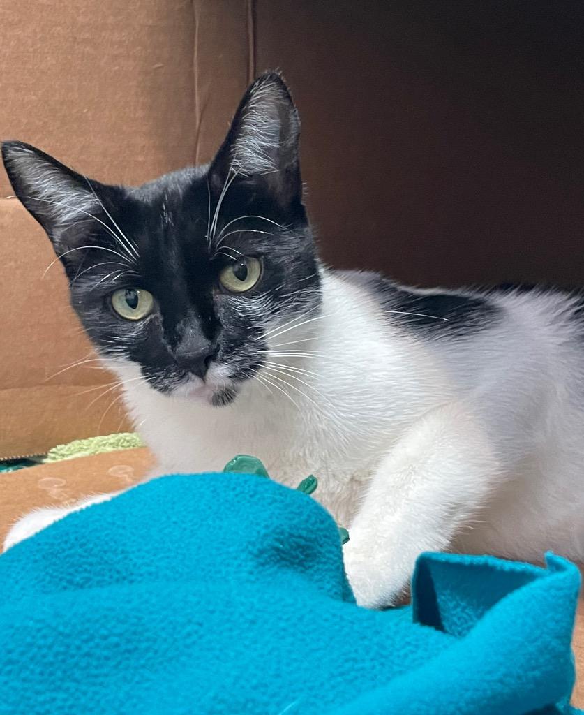 Vans, Adoptable, Young Female Domestic Short Hair.