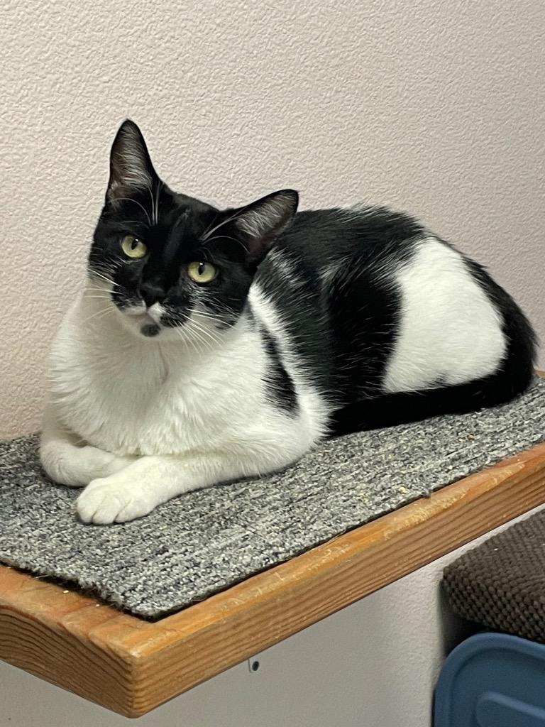 Enlarge Vans, a Adoptable mixed breed in Eastsound, WA image 3/6
