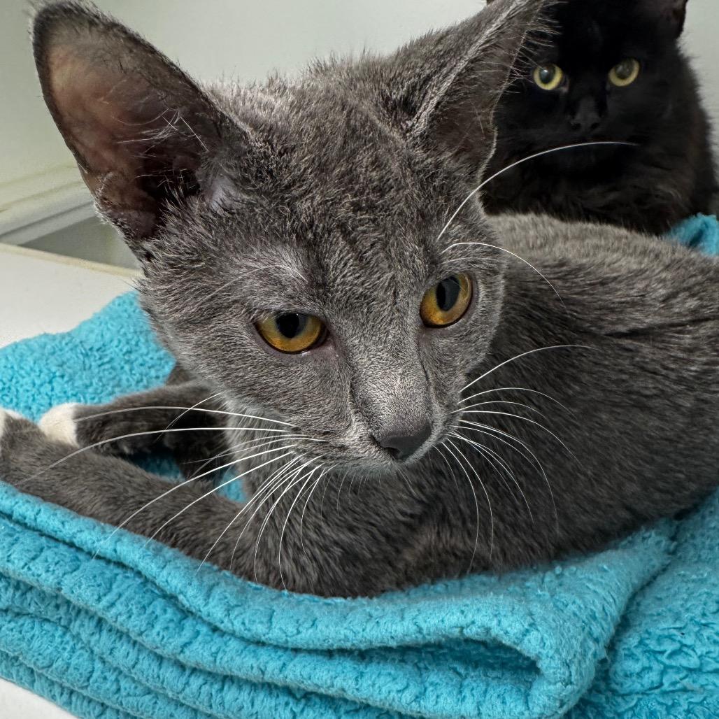 Enlarge Bubbles, a Adoptable Domestic Short Hair in Saskatoon, SK image 1/2