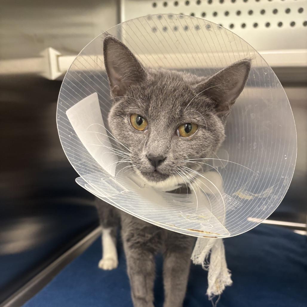 Enlarge Bubbles, a Adoptable Domestic Short Hair in Saskatoon, SK image 2/2