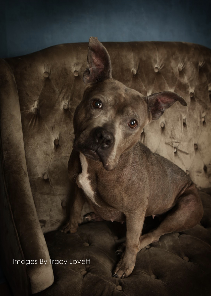 Gabbi, a Adoptable mixed breed in Shenandoah, IA image 1/5