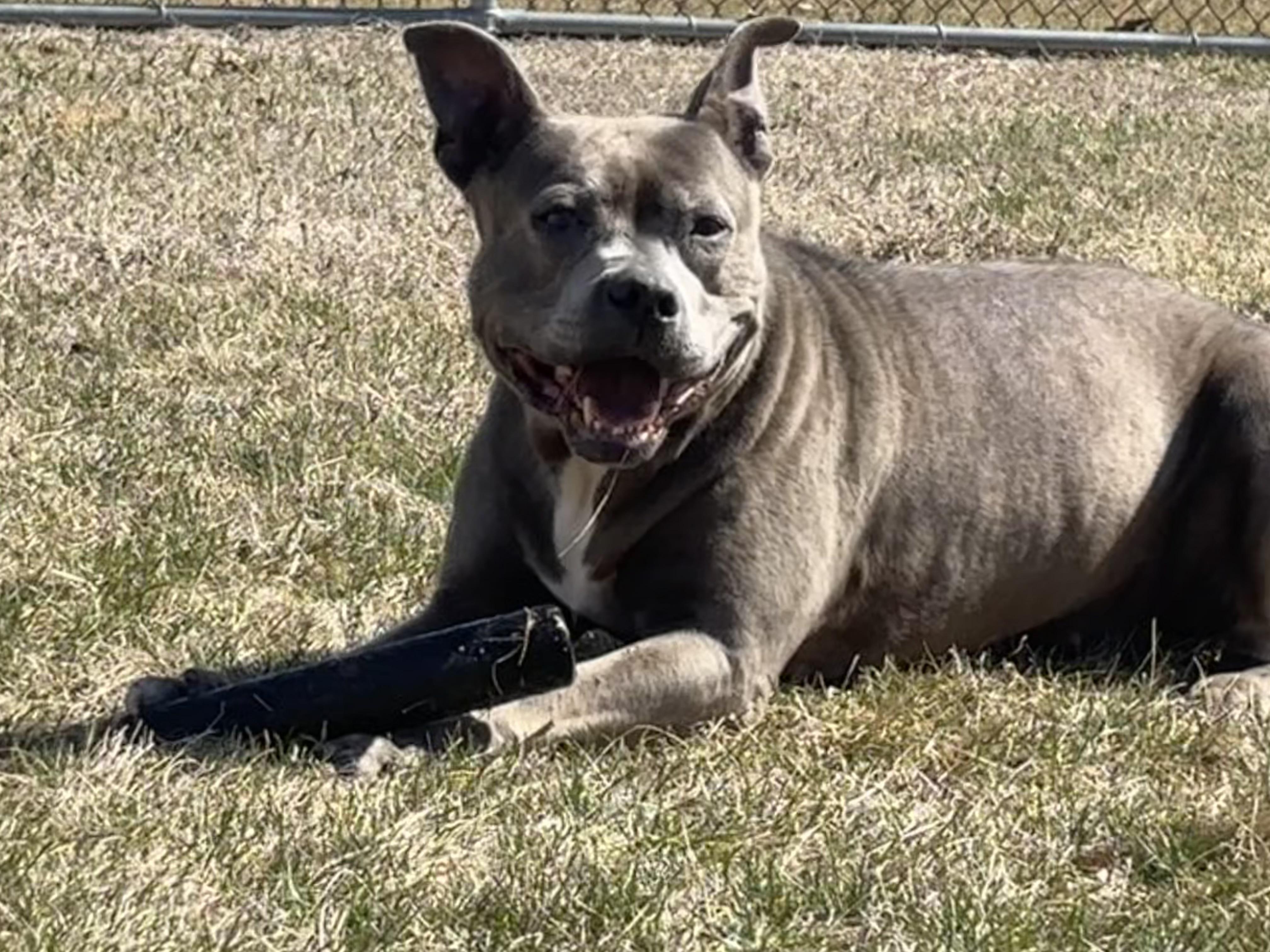 Gabbi, a Adoptable mixed breed in Shenandoah, IA image 3/5