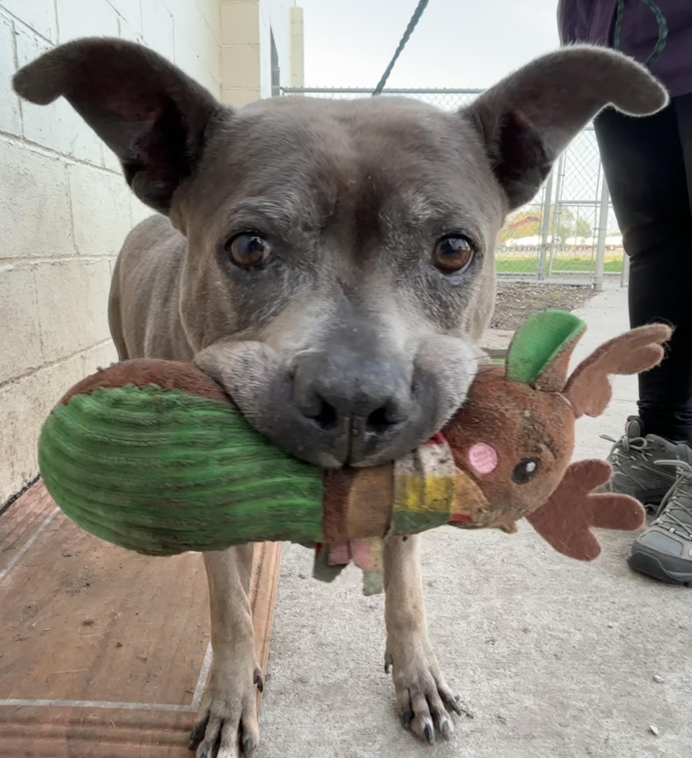 Gabbi, a Adoptable mixed breed in Shenandoah, IA image 5/5