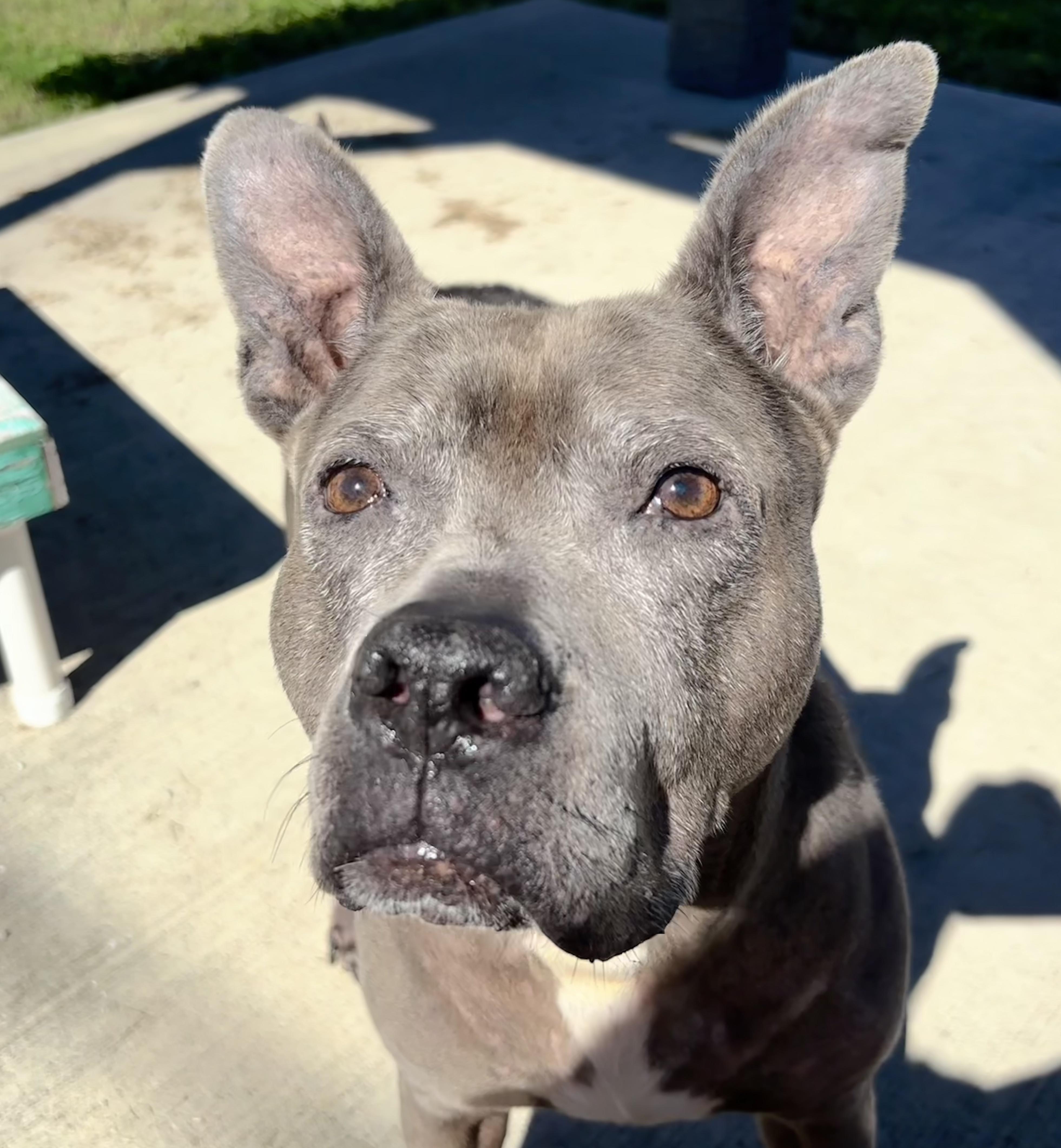 Gabbi, Adoptable, Adult Female American Bully & Labrador Retriever.