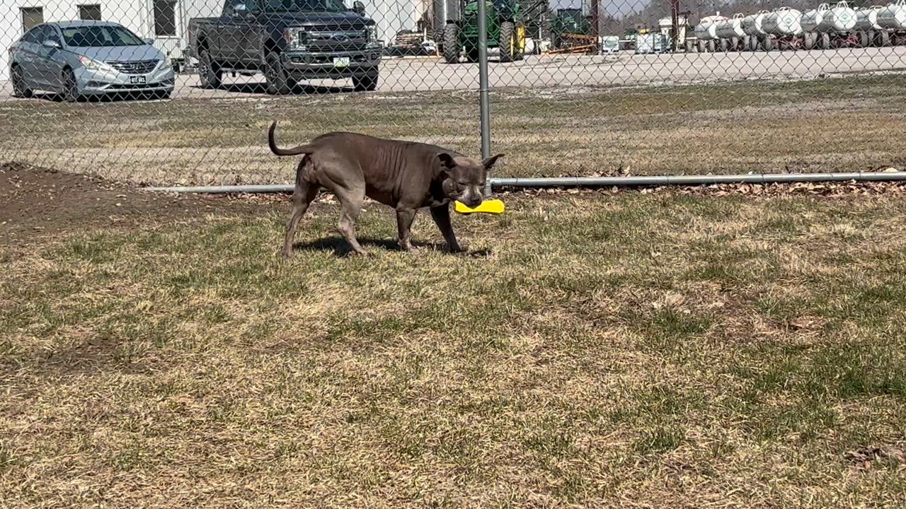 Enlarge Gabbi, a Adoptable mixed breed in Shenandoah, IA video 4/5