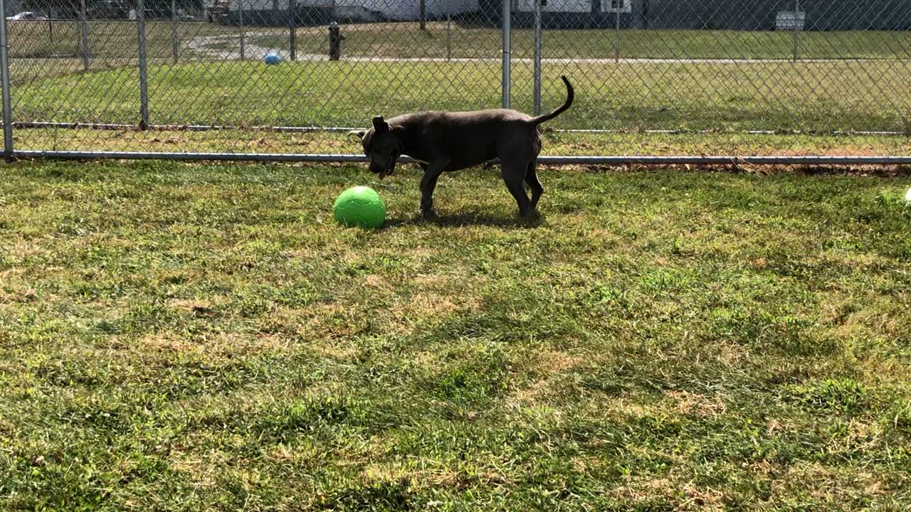 Enlarge Gabbi, a Adoptable mixed breed in Shenandoah, IA video 2/5