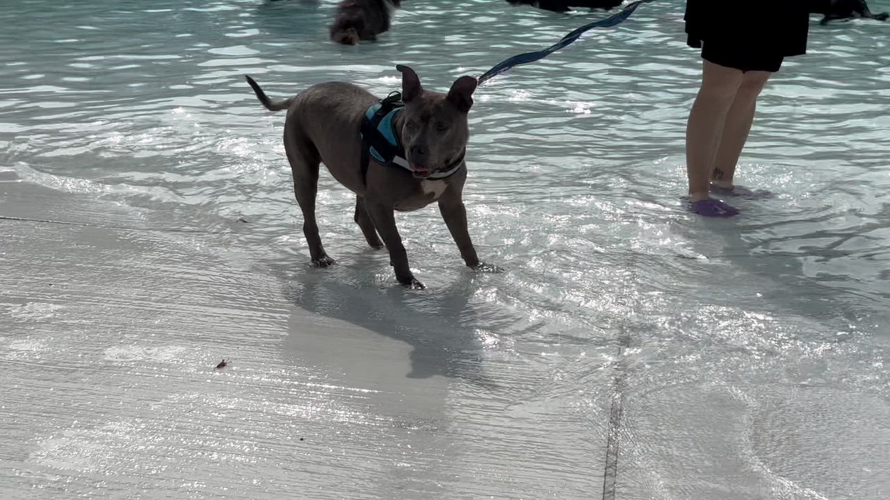 Enlarge Gabbi, a Adoptable mixed breed in Shenandoah, IA video 2/6