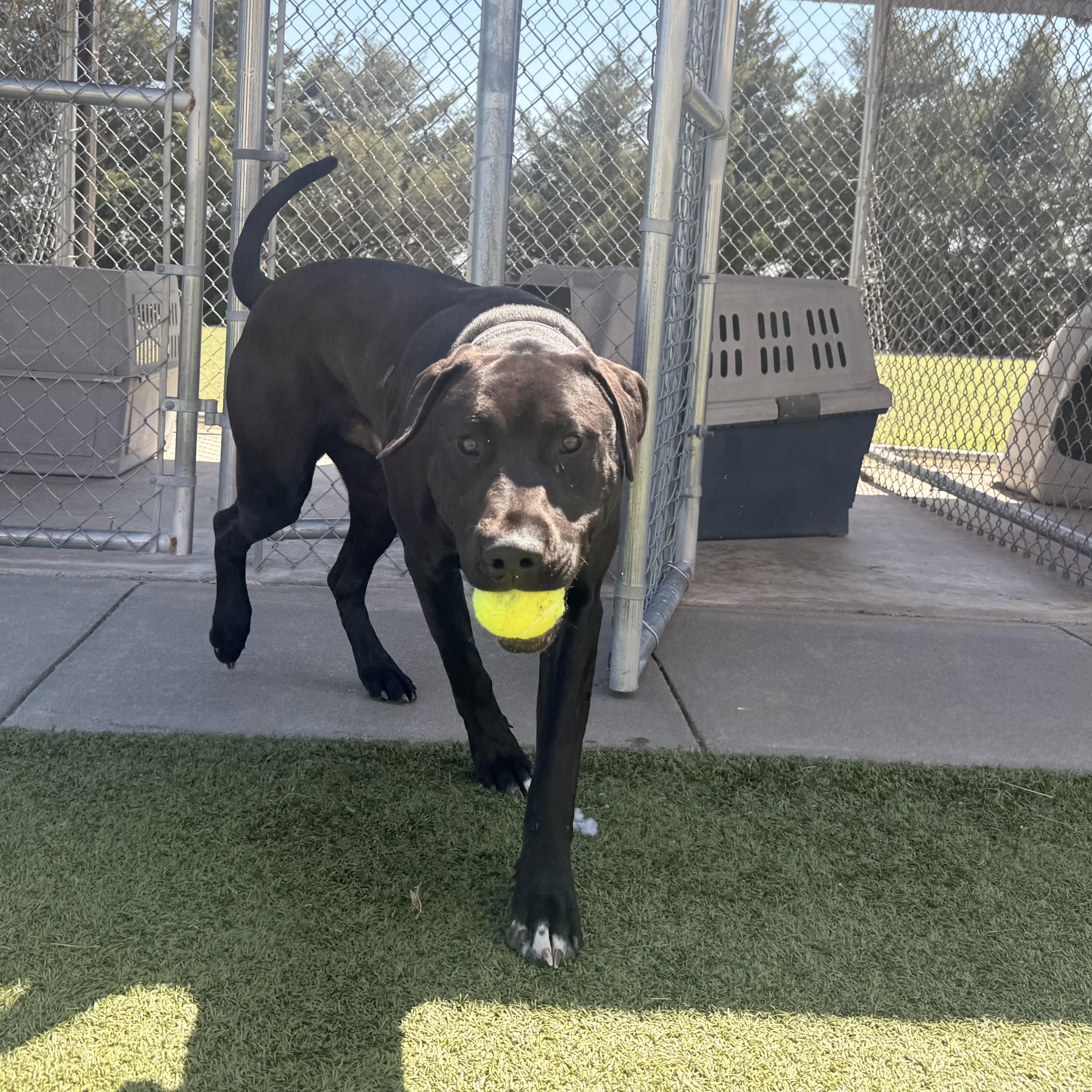 Enlarge Buoy, an adopted mixed breed in Hays, KS image 4/6