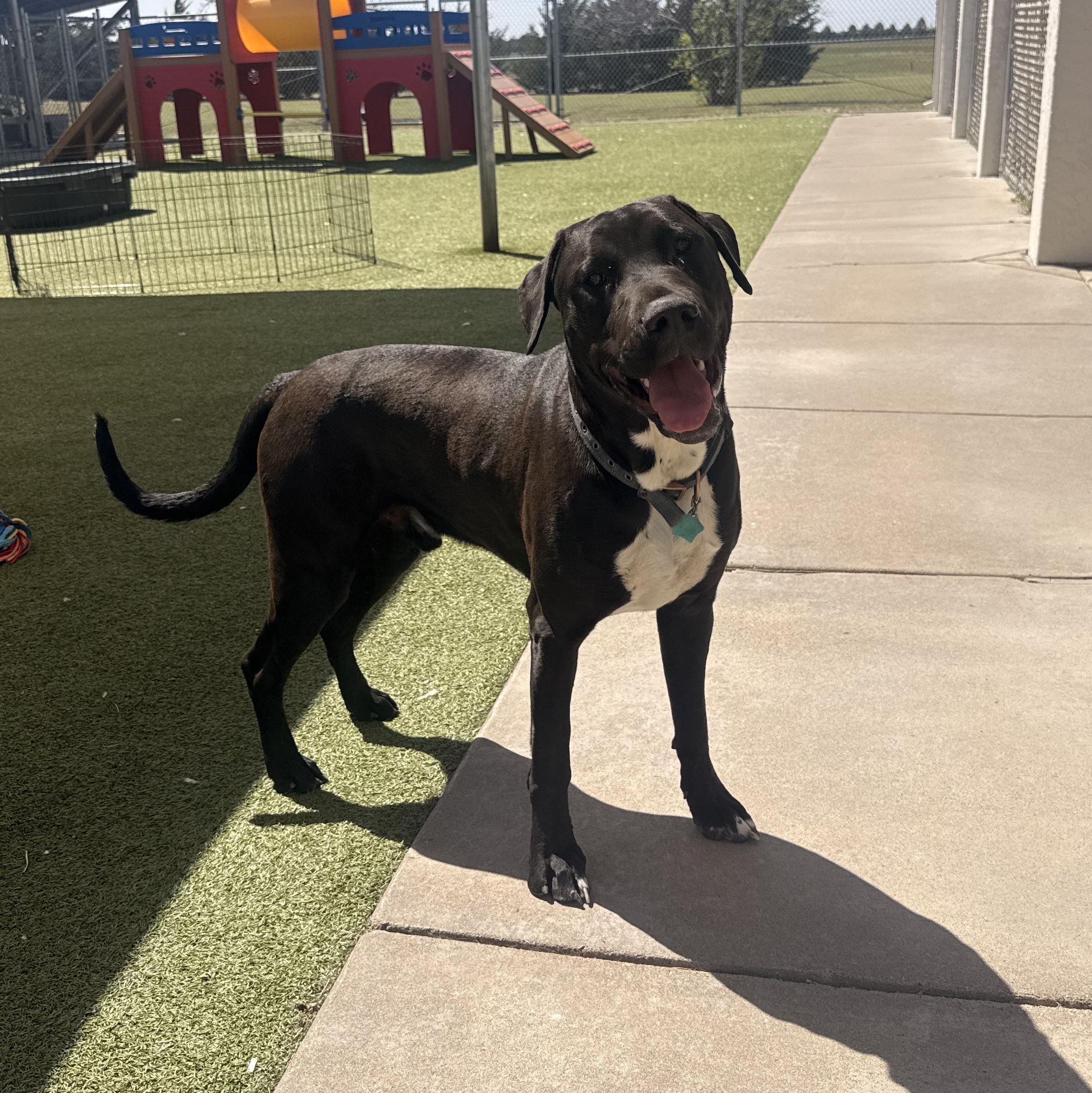 Buoy, adopted, Adult Male Labrador Retriever & Doberman Pinscher.