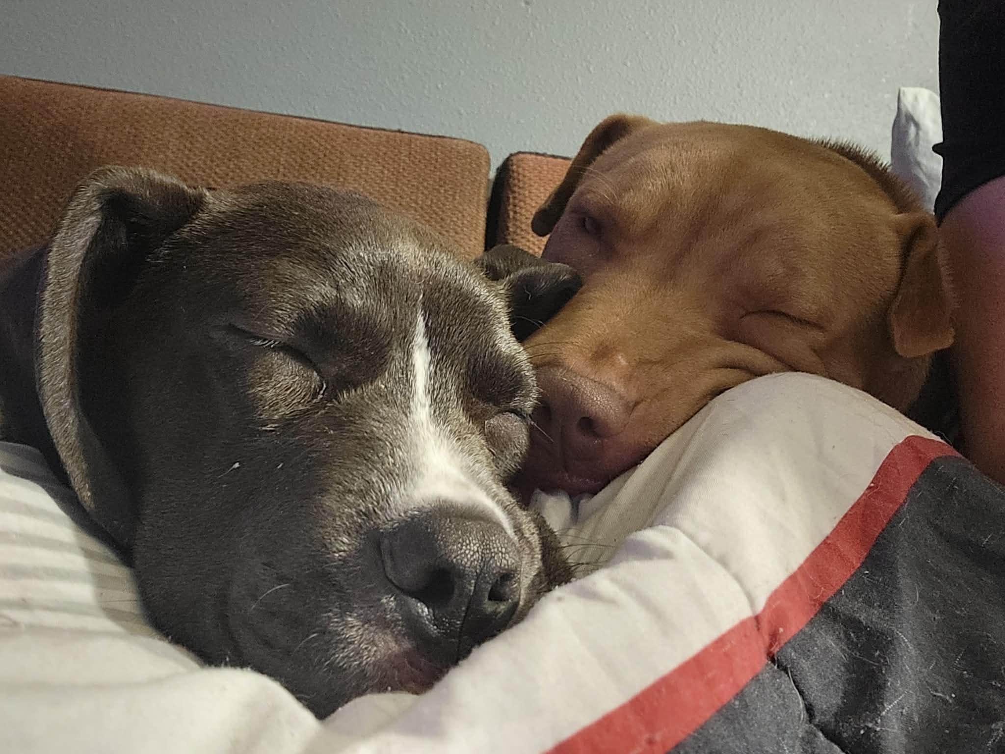 Enlarge Dasher, an adopted mixed breed in Minneapolis, MN image 3/6