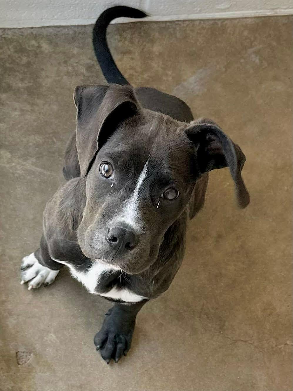 Enlarge Dasher, an adopted mixed breed in Minneapolis, MN image 6/6