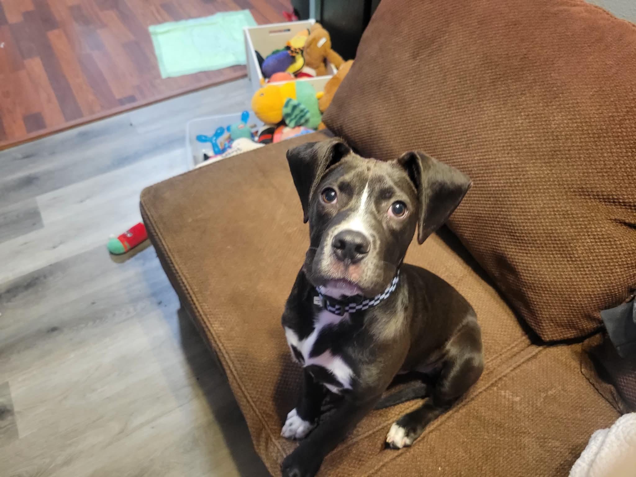 Enlarge Dasher, an adopted mixed breed in Minneapolis, MN image 4/6