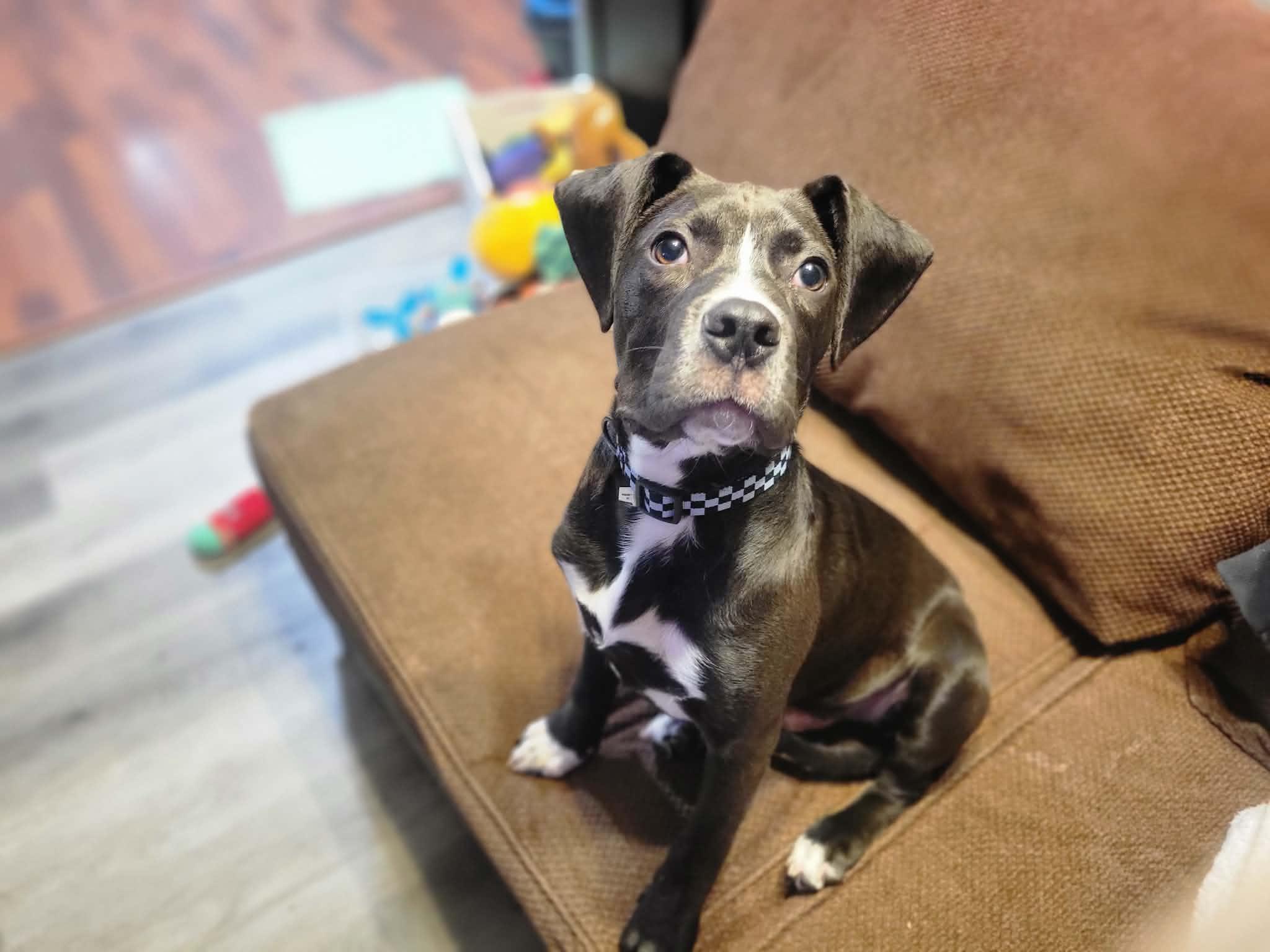 Enlarge Dasher, an adopted mixed breed in Minneapolis, MN image 1/6