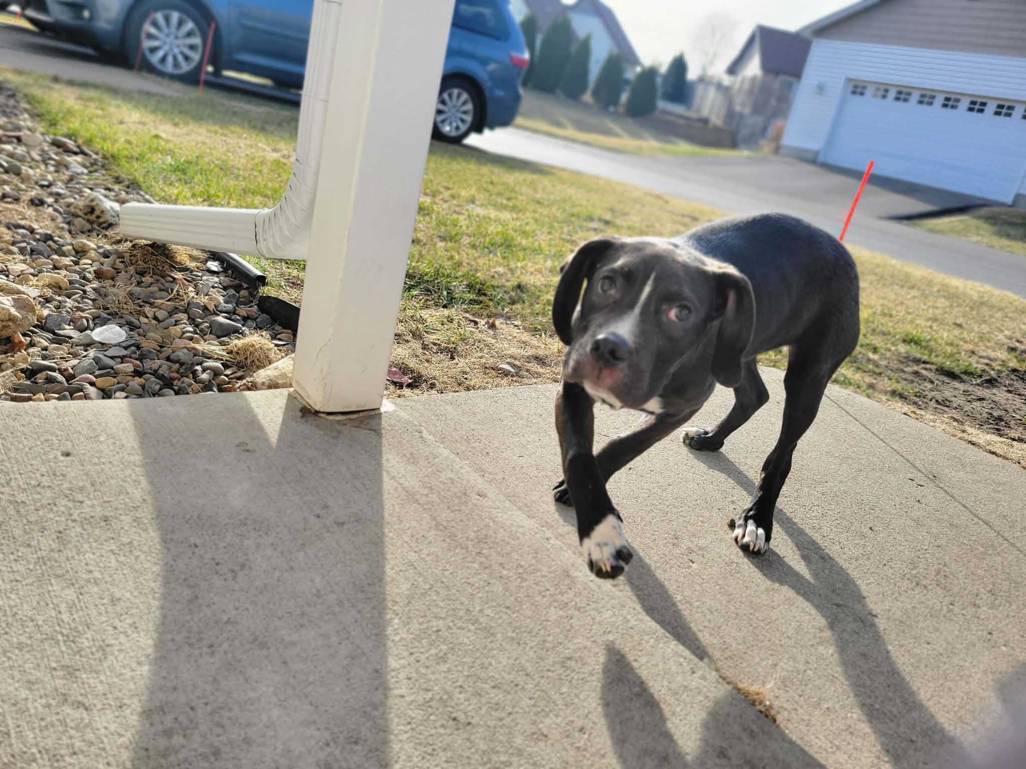 Enlarge Dasher, an adopted mixed breed in Minneapolis, MN image 2/6