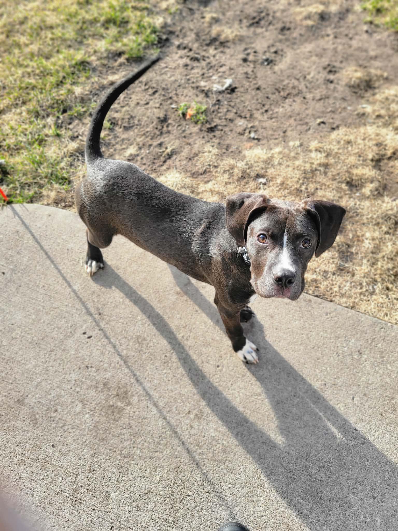 Enlarge Dasher, an adopted mixed breed in Minneapolis, MN image 5/6