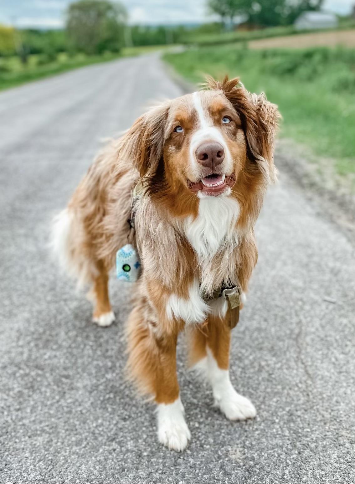 Enlarge BO, a ADOPTABLE mixed breed in Jamesville, NY image 4/4