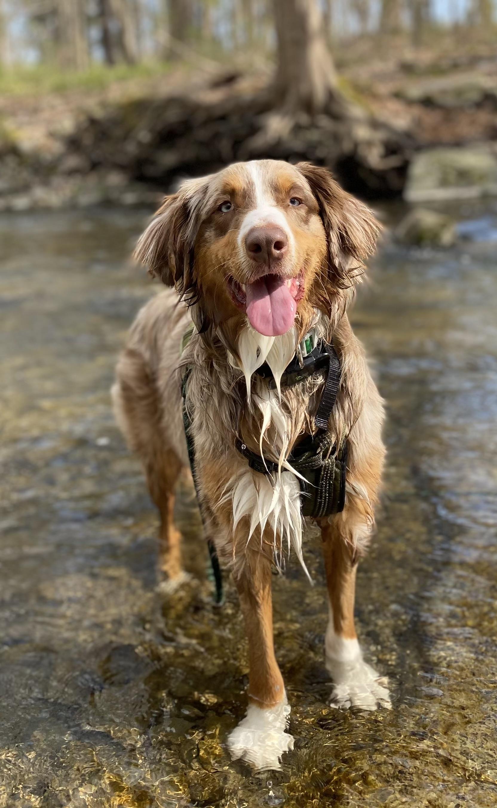 BO, ADOPTABLE, Adult Male Australian Shepherd & Golden Retriever.