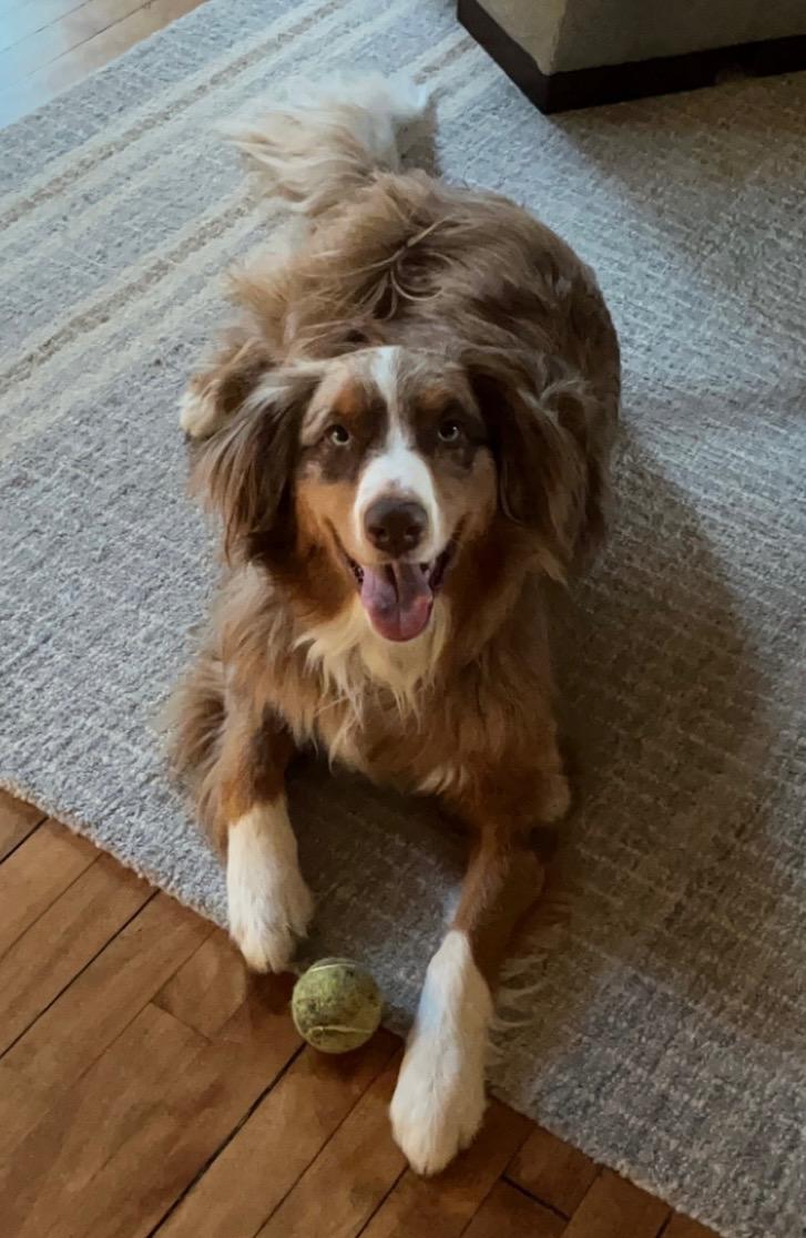 Enlarge BO, a ADOPTABLE mixed breed in Jamesville, NY image 3/4