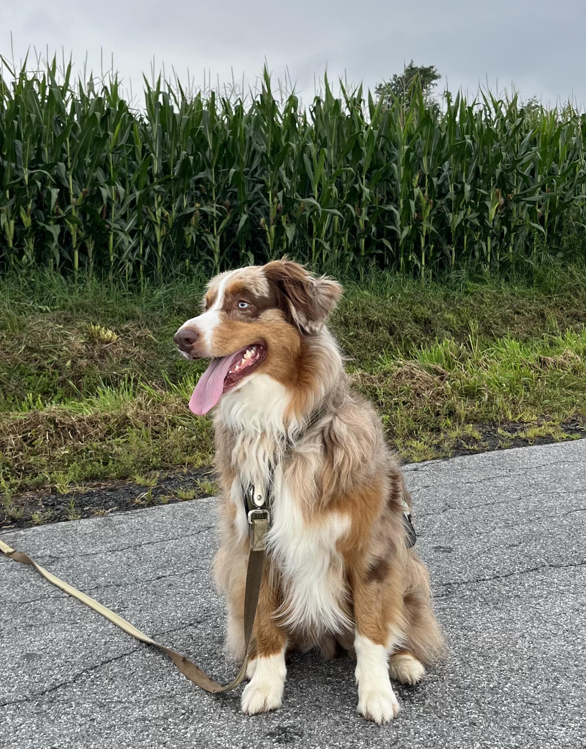 Enlarge BO, a ADOPTABLE mixed breed in Jamesville, NY image 2/4