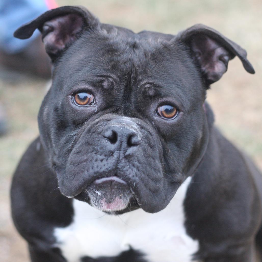 Jellybean, a Adoptable Mixed Breed in Allentown, PA image 1/3