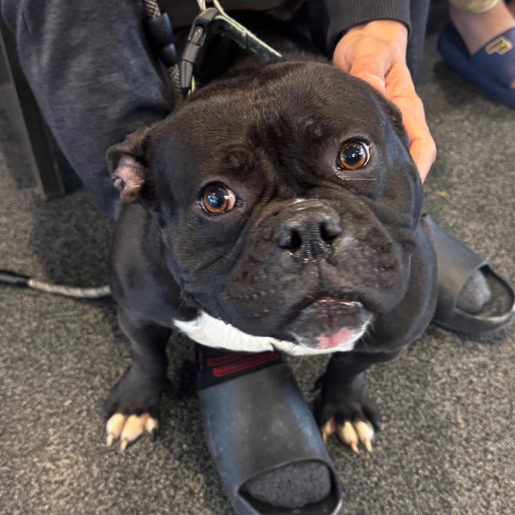 Jellybean, a Adoptable Mixed Breed in Allentown, PA image 2/3