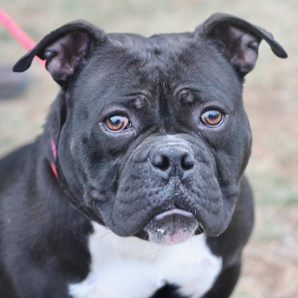 Jellybean, a Adoptable Mixed Breed in Allentown, PA image 3/3