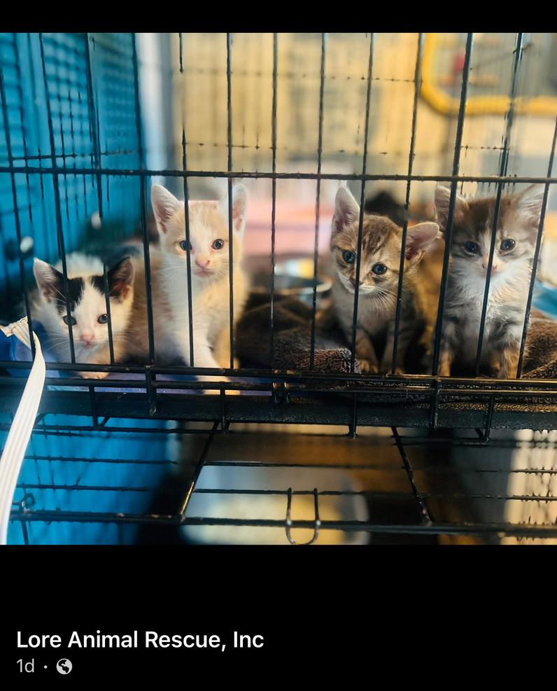 Enlarge Maple, a Adopted Domestic Short Hair in Orlando, FL image 4/5