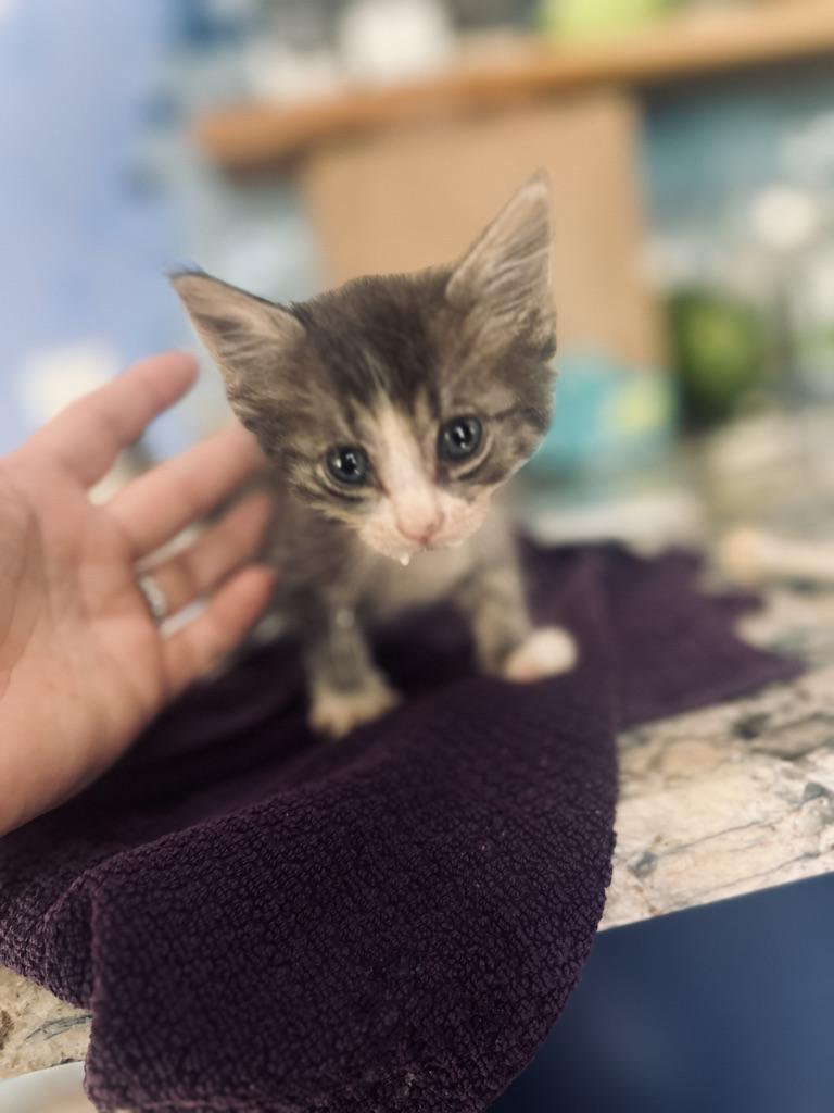 Enlarge Maple, a Adopted Domestic Short Hair in Orlando, FL image 5/5