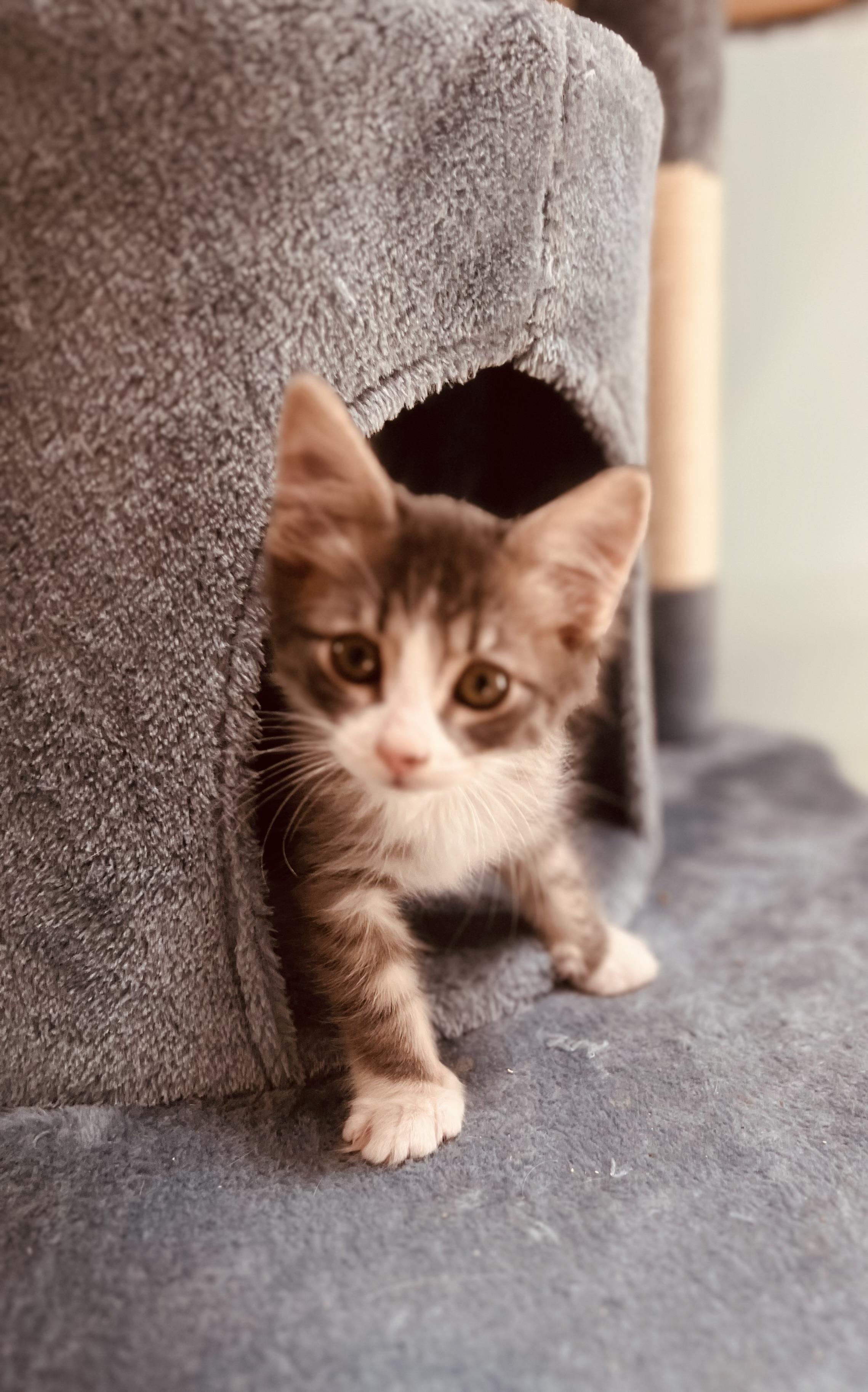 Enlarge Maple, a Adopted Domestic Short Hair in Orlando, FL image 3/5