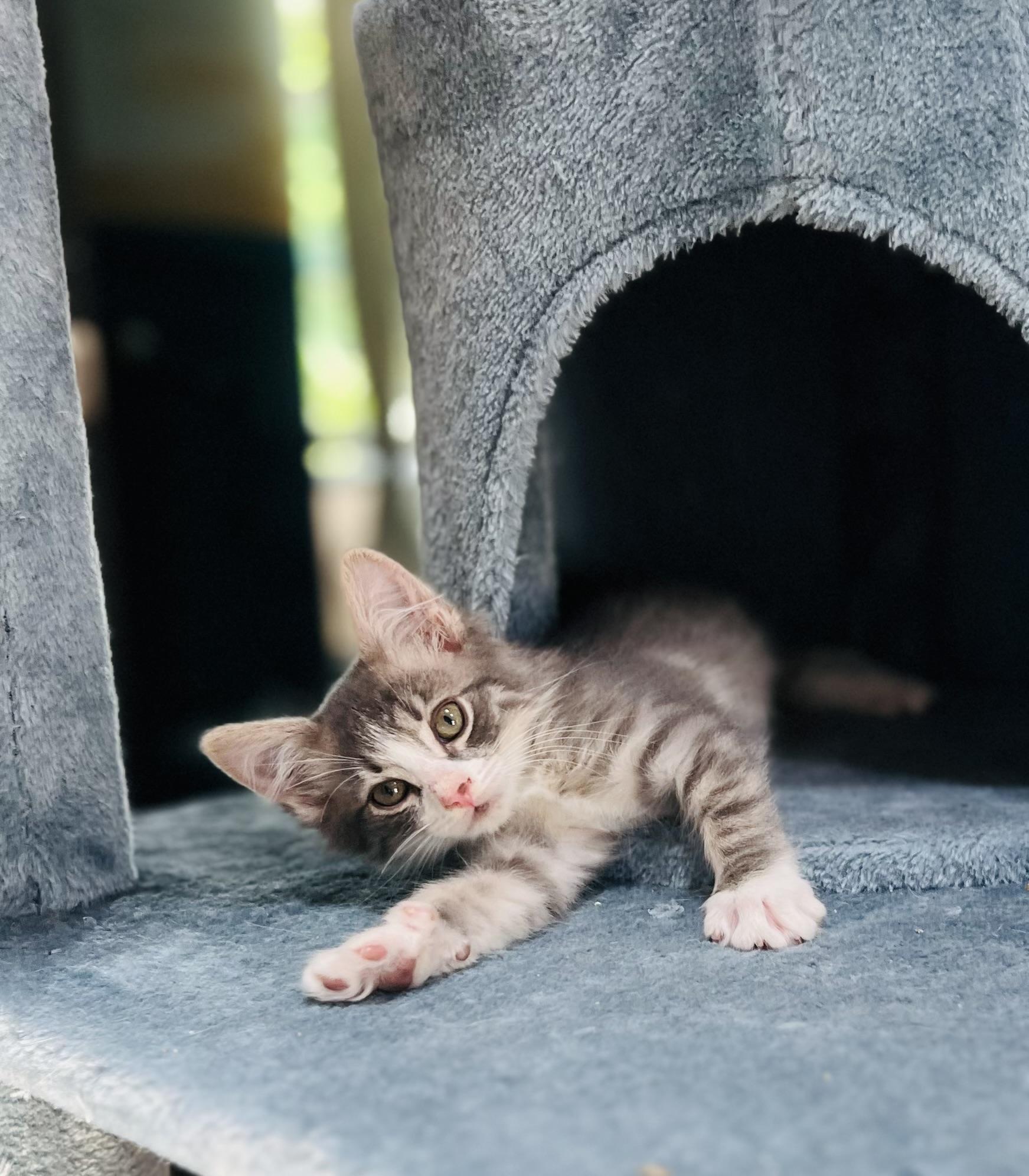 Enlarge Maple, a Adopted Domestic Short Hair in Orlando, FL image 2/5