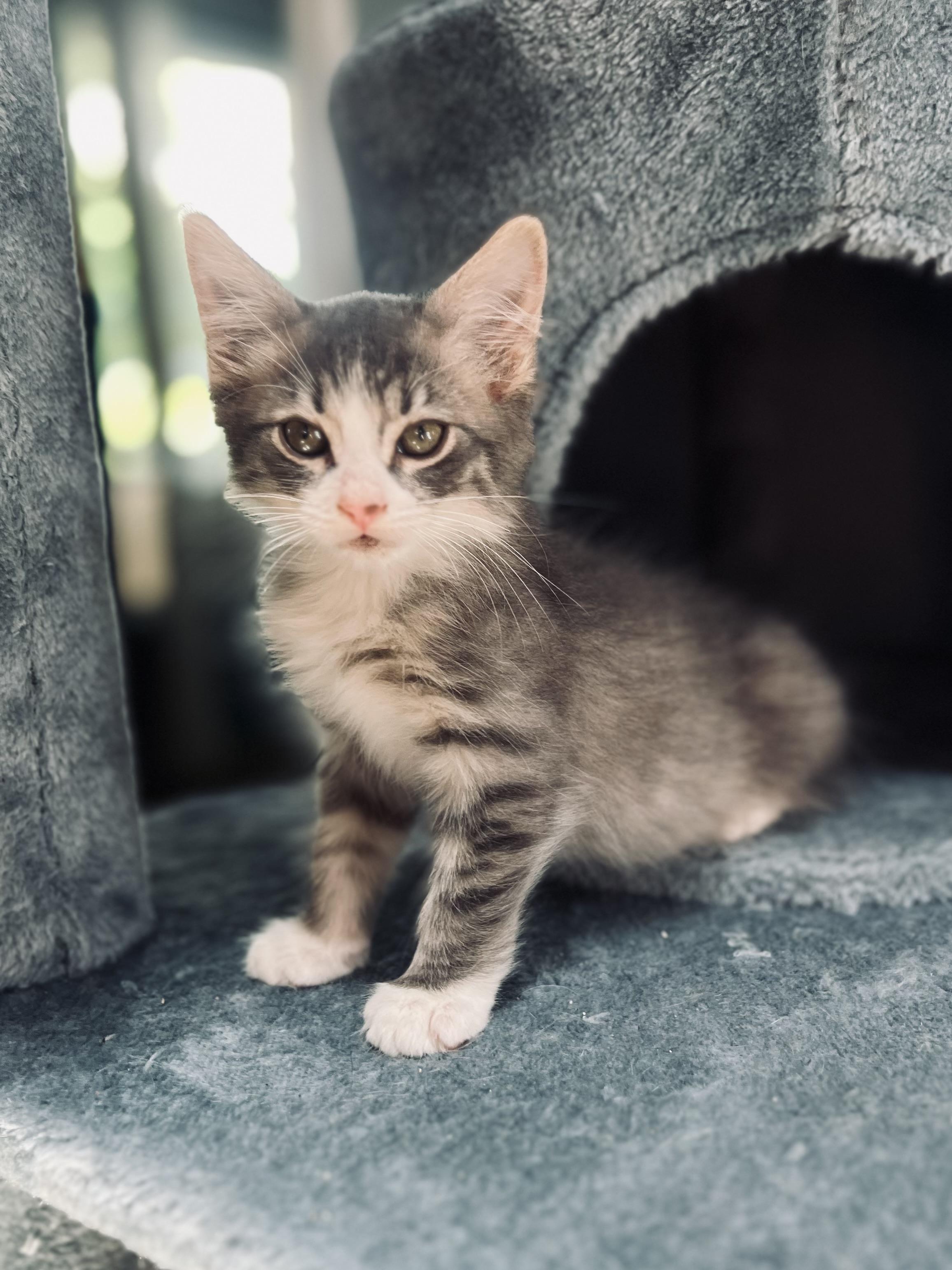 Enlarge Maple, a Adopted Domestic Short Hair in Orlando, FL image 1/5