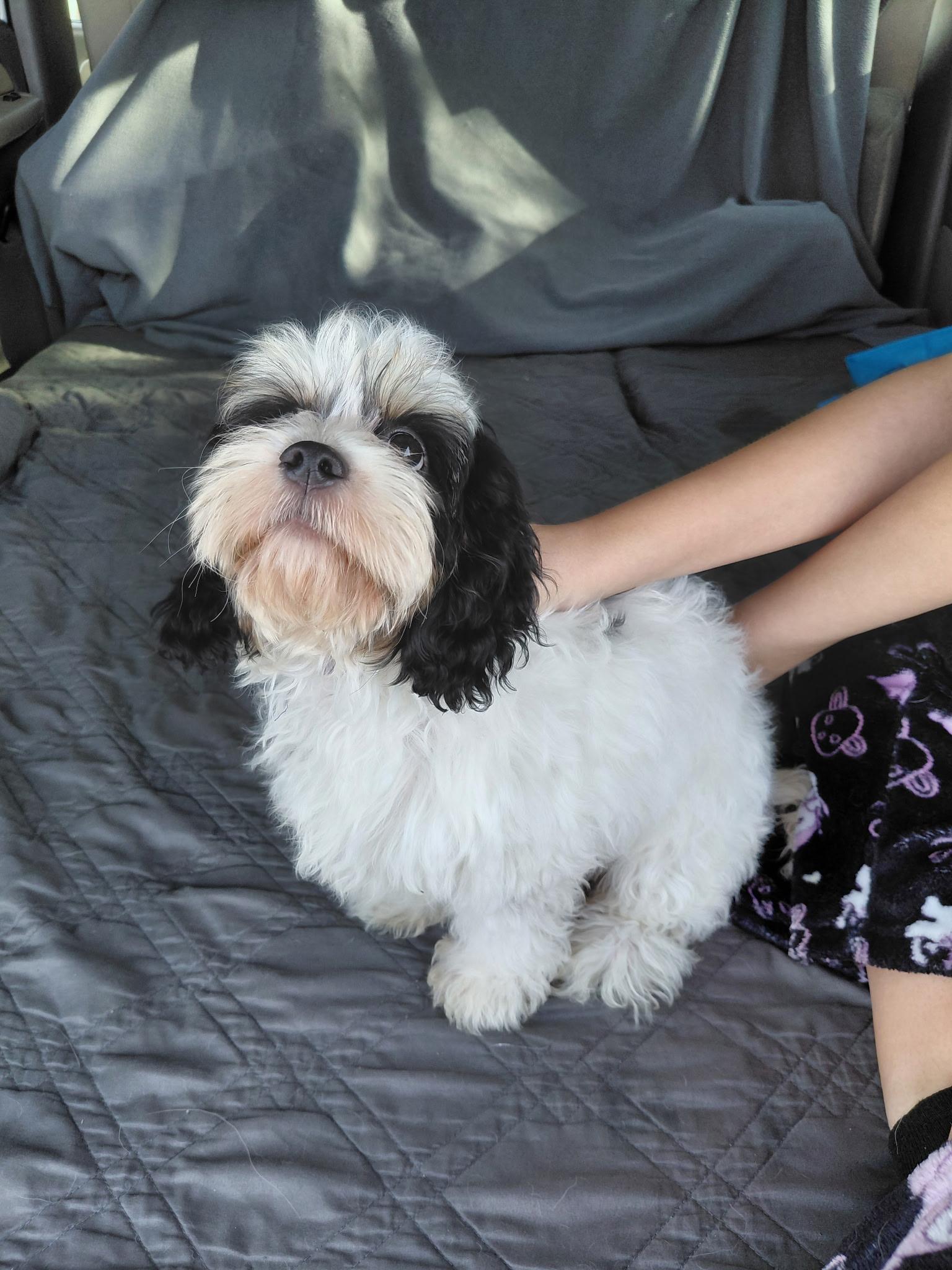 Daisy, an adopted Cavapoo in Oakland, CA image 3/3