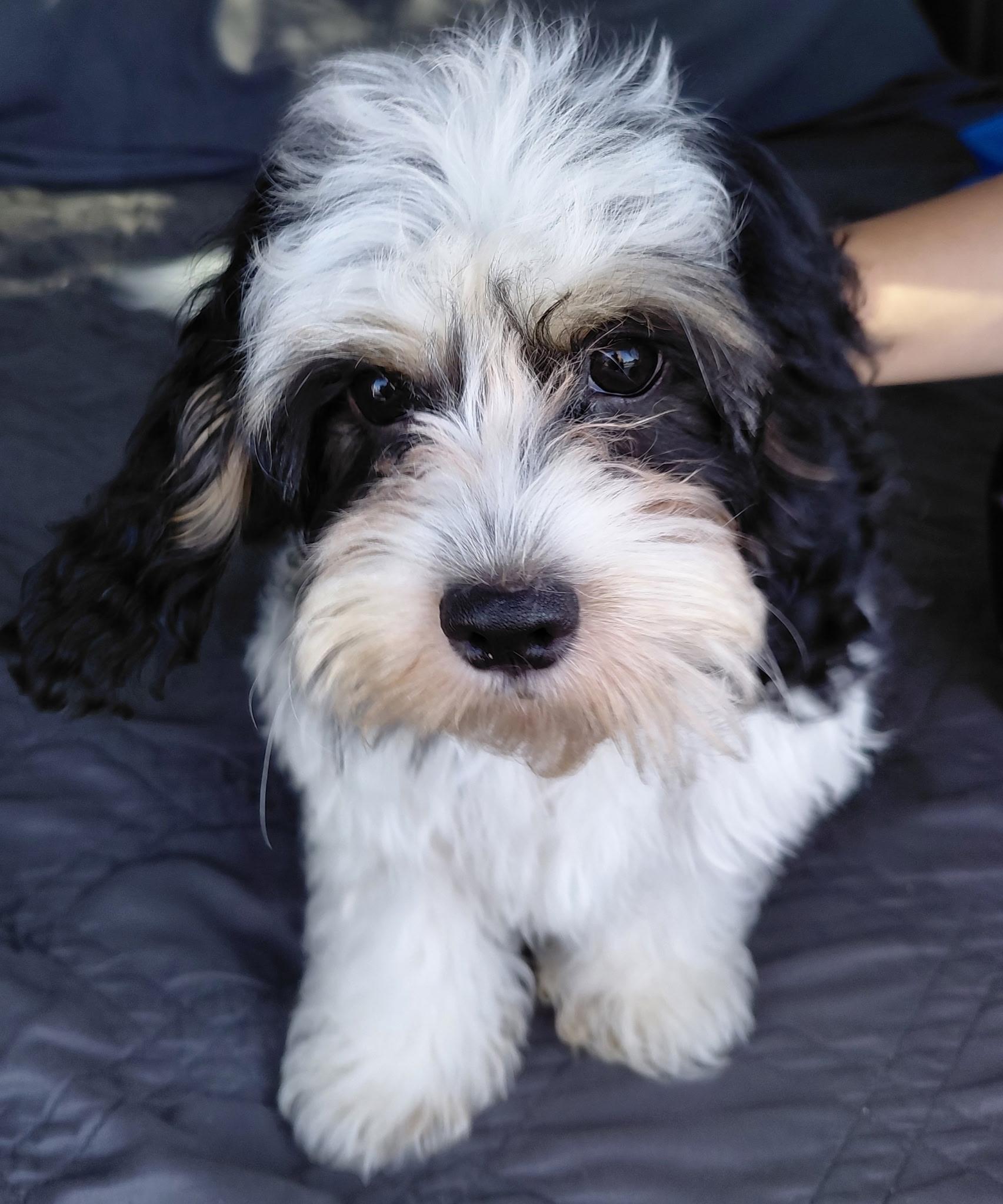 Daisy, an adopted Cavapoo in Oakland, CA image 2/3